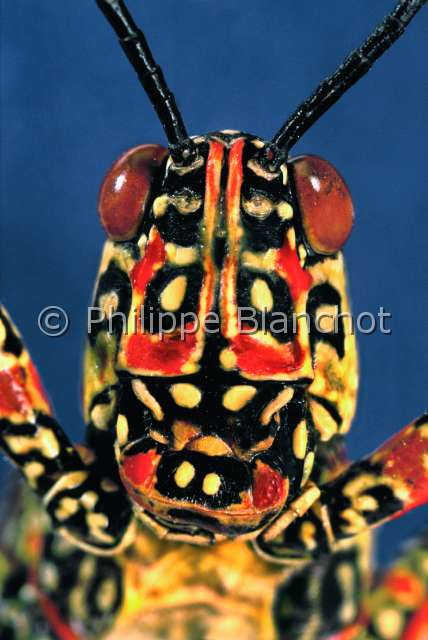 Zonocerus variegatus.JPG - in "Portraits d'insectes" ed. SeuilZonocerus variegatusCriquet puantVariegated grasshopperOrthopteraPyrgomorphidaeTchad